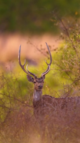 Capturing the Beauty of Deer in Their Natural Habitat