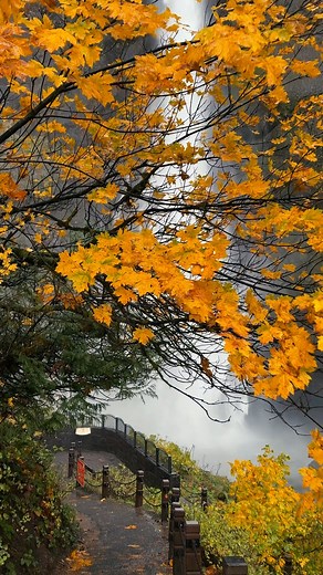 137K views · 2.9K reactions | Feel the power of nature at Multnomah Falls!  Enjoy the fall breeze as the autumn colors paint the landscape and the rushing waters remind us of nature’s unstoppable energy—don’t forget your weatherproof gear and embrace the magic!  #MultnomahFalls #AutumnVibes #NatureMagic | Francis Explores Nature | Facebook
