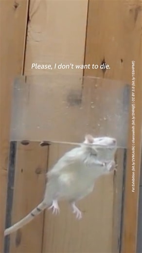 Imagine being thrown into deep water with no escape. You swim until you are too exhausted to continue and start to float. Ivy Teves voices a mouse subjected to the forced swim test in this powerful new video. | PETA (People for the Ethical Treatment of Animals)