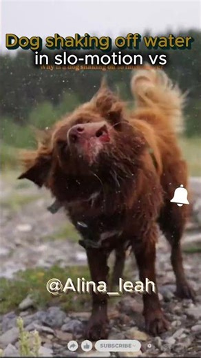 Dog shaking off water in slow-motion vs this one #shorts