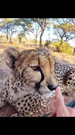The Soft Side of Cheetahs You’ve Never Seen 🐆💛