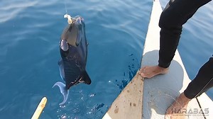 trigger fish catch and cook | pakol express | Harabas