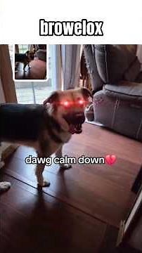 The ting goes bark fart 💀