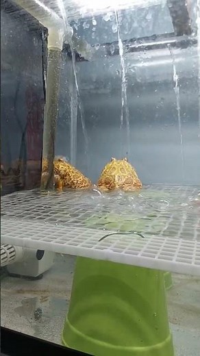 Pacman frog croaking