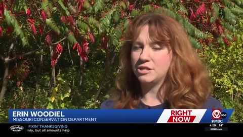 Fall has arrived in Kansas City, but where are the fall colors?