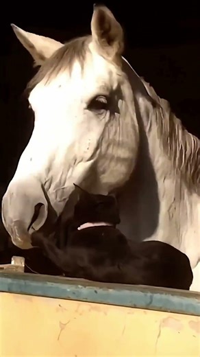 Animal Core Cute Animals