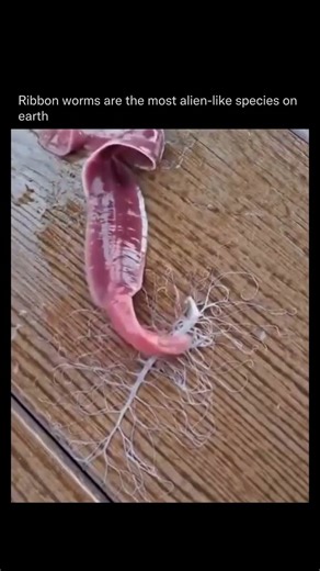 Alien Ribbon Worm Shoots Proboscis to Attack Prey! 🤯 Bizarre Sea Creature
