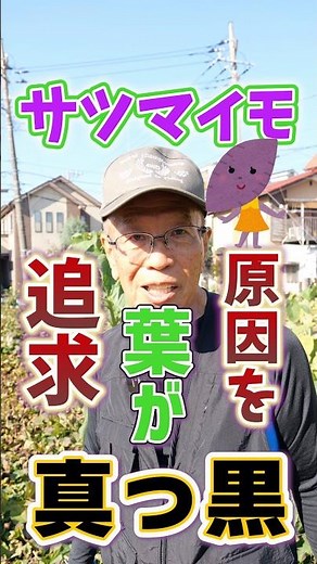 家庭菜園や農園のサツマイモ栽培で葉が真っ黒になる原因！収穫時期に葉が黒くなった時の対処法とサツマイモの育て方！【農家直伝】#shorts