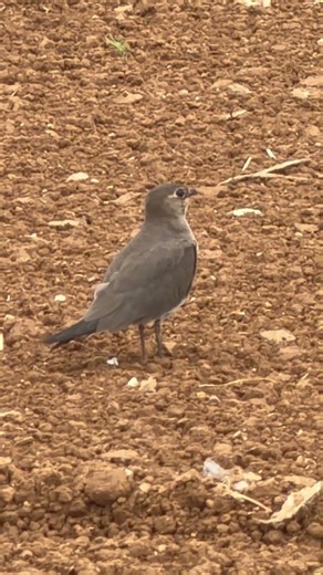 農耕地で羽休み！！ピコピコが可愛いツバメチドリ。＃石垣島