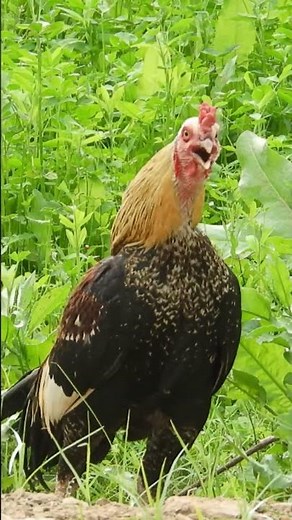 suara ayam berkokok - rooster voice compilation #animals