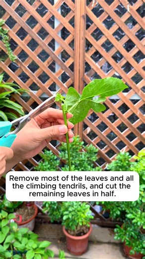 Passion Fruit Propagation Guide #gardening #garden #gardeningtips #gardenlife #gardeninspiration | Gardenning Moment