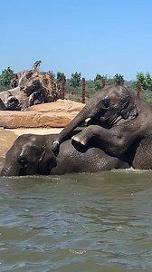 15K views · 1.3K reactions | Splish, splash! With warmer weather around the corner, the elephants have been running some quality control on their pool  | Sydney Zoo | Facebook