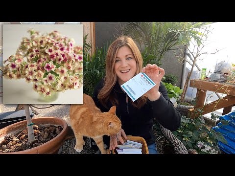 Easy Window Box Plants for Spring + Starting More Annual Flower Seeds! 🌸🌸🌸 // Garden Answer