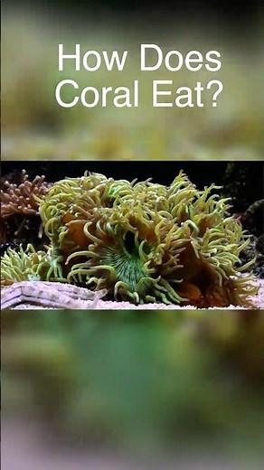 How Coral Actually Eats (It’s Weird)