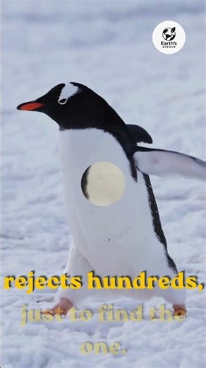 This Is How Penguins Fall in Love 😳