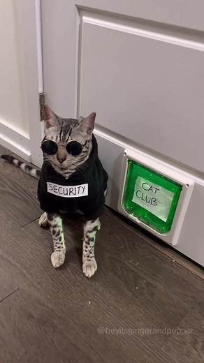 Cat club #cats #catsoftiktok #catclub #fyp #fypシ | cat