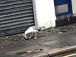 Angry bird: Seagull eats live pigeon in front of horrified locals