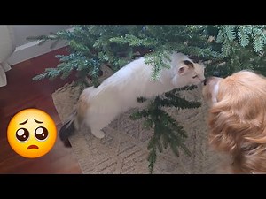 Cat Climbs Into Christmas Tree 🐱🎄 A Clean House 🏠 Lego Ideas Minifigure Vending Machine!