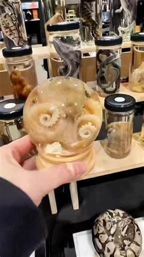 Oddities & Curiosities Expo on Instagram: "We told you there would be dead things in jars ✨Featuring @bloodmoonoddities at the @odditiesandcuriositiesexpo 💀 Visit OdditiesAndCuriositiesExpo.com for more info about our upcoming oddities events! #odditiesandcuriositiesexpo #wetspecimen #thingstodo #gothtok #fyp"