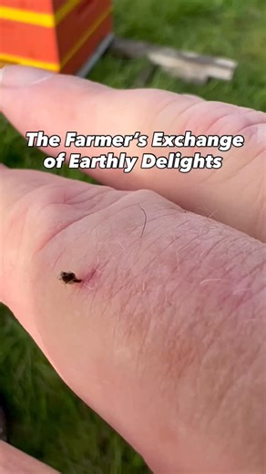 Melittin, one of the key components of bee venom, was used by the ancient healers. The Greek Hippocrates, who is considered the “father of medicine,” employed bee venom to treat arthritis and other inflammatory conditions. The Roman Pliny the Elder (23–79 AD) describes it in his Naturalis Historia. For me, it’s like a double shot of espresso, bringing an uplifting feeling of awareness to the present moment. Thank you bees! | Kiss The Flower Honey Co.