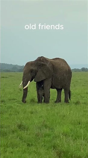 Elephants Never Forget 🐘