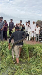 Rescue of 10 feet long python from the farm