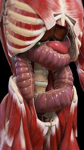 medical_animation | 🚨 Understanding Toxic Megacolon: A Serious Digestive Emergency 🚨 Dive into the critical condition of toxic megacolon, where the colon... | Instagram