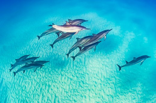 The 10 Best Places to Swim and Dive with Dolphins