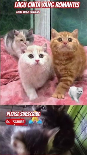 #shortmusic #shortmusik #shortvideo #slowrock #slowrockmalaysia