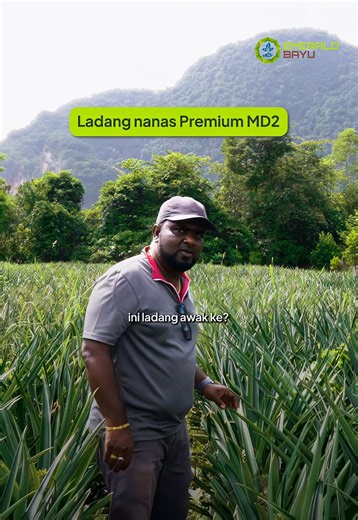 From Fields to Malaysia's Premium MD2 Pineapple Farm