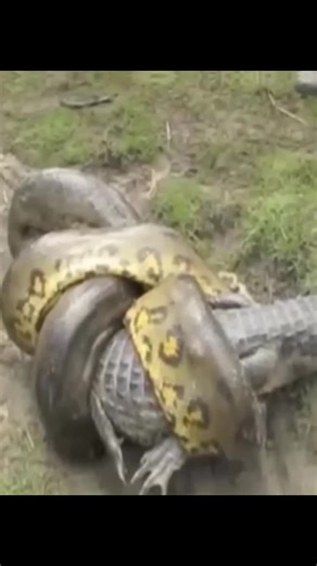 PYTHON vs CROCODILE Battle 😱🔥 #python #crocodile #battle #fight #wildlife #naturehome #nature #viral #amazingfacts #animalplanet #viralvideo