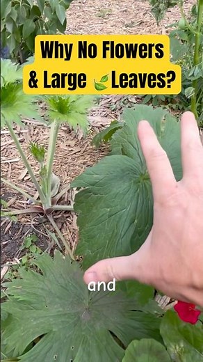 Why Your Perennials Grow Big Leaves 😳 But No Flowers! | Gardening Tip