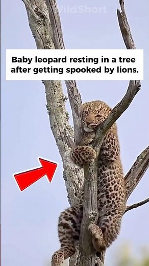 The Hidden Life of Baby Leopards in Trees 🐆🌳