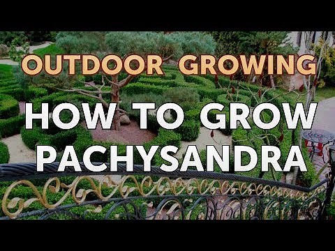 How to Grow Pachysandra