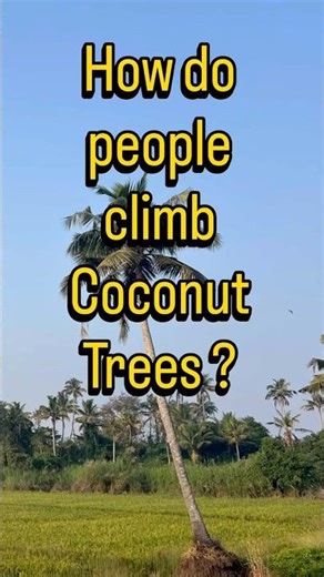 How are coconuts cut from the Tall Trees🥥🌴 #Shorts