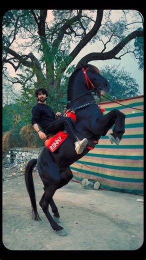 Prit on Instagram: "This is what inspired Majnu bhai’s painting 👨🏻‍🎨 Also did yoi notice a cool coincidence?? #ifykyk #HeerExpress #horses #hero"
