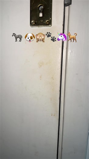 Enda skillnad mellan oss och djur det måste vara att vi kan prata? Samt även att vi har tillgång till grymma produkter så vi kan städa efter oss. För ett rent hem får dig att må bättre psykiskt och fysiskt. Nina jag använder mig av finner ni på Ingakonstigheter.se #rent #ingakonstigheter #städ #smuts