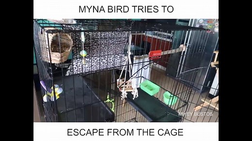 Look at my pet Myna bird, Malaya! She is trying to escape from the pet mansion! | Mikey Bustos