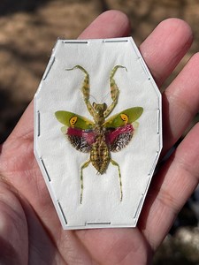 Real Jeweled Flower Mantis Creobroter Gemmatus Wings Spread - Etsy