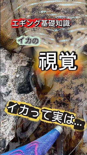 【エギング】イカの視覚 実はイカって、、、【イカの生態】
