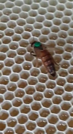 This queen bee just got her first paint job! What do you think? #markingpen #queenbee Come to our bee courses in Midrand and get beekeeping, visit https://www.beeware.co.za/training | Bee WARE