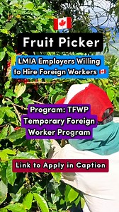 5.1K views · 91 reactions |  Fruit Picker LMIA Employers. https://www.canadacareersite.com/lmiajobscanada?search=fruit+farm | ZT Canada | Facebook