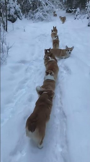 Corgi Puppies March on Snowy Forest Path!