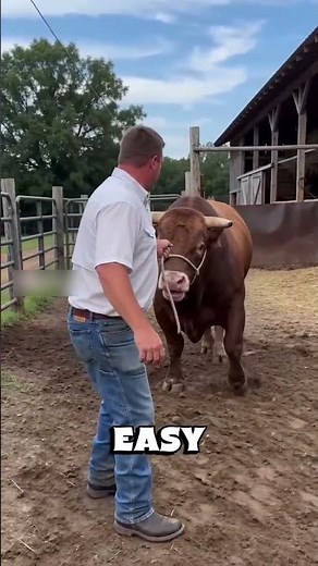 How farmers control dangerous bulls safely #shorts #farm #tutorial