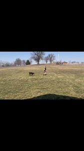 Day 5 of training with Hazel the chocolate lab. Hazel came to us with prior training so she already had some skills. Owner’s of Hazel wanted her worked on off leash e collar training. We felt comfortable on day 5 to go ahead and let her fully off leash. Let’s just say she did amazing. Hazel is a high prey driven dog who would lose all focus over even a bird. We have been working on the those focus skills as you can see in the video, even as I turn the other way she still follows. We use a ton of