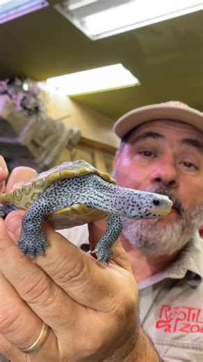 Fascinating Facts About Diamondback Terrapins