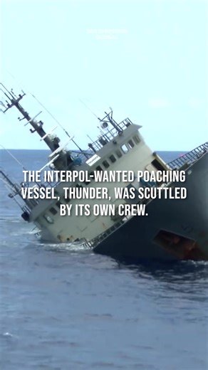 📍Eight years ago today, Operation Icefish marked a significant milestone in Sea Shepherd’s fight against illegal fishing in #Antarctica. 💪 After a 110-day high-seas chase, the rogue poaching vessel Thunder was scuttled by its own crew. This was just one of the six targeted illegal vessels, famously known as the ‘Bandit 6’, who had evaded law enforcement for far too long. Over the course of two campaigns from 2014 to 2016, our crew set a world record for the longest high-seas pursuit of a poach