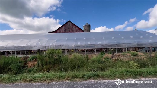 1.3K views · 59 reactions | There's a lot to see on this Amish farm! Let's play I-Spy.  Here is a list of items to find: • Herd of livestock • A friendly wave • Laundry • Grapevines • Buggy • Wood pile • Road Apples (來) • 2 stacks of pallets • Silo • Wheelbarrow • Mums for sale #amishcountryinsider #amishcountry #amish | Amish Country Insider | Facebook