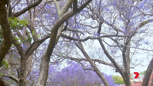 237K views · 2.4K reactions | As Sydney’s beautiful Jacaranda trees bloom again for spring, some residents in Kirribilli are seeing red. Download the 7NEWS app: 7news.link/7newsapp #7NEWS | 7NEWS Sydney | Facebook