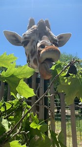 We're celebrating #TongueOutTuesday with Brookfield Zoo! 🦒 Giraffes use their long prehensile tongue to feed on a range of different plants, including browse that we provide. After we trim trees along power lines, we deliver branches twice a week for the animals to enjoy. | ComEd